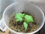 cum se cultivă struguri din semințe