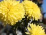 How to grow a chrysanthemum from a bouquet