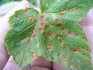Diseases of the currant in the photo