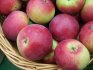 حصاد التفاح أورليك