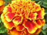 Blooming marigold