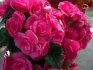 Begonia roz