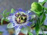 Kvetoucí mučenka (Passionflower)