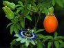 Passion fruit bears fruit at home