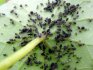 Black aphids on cucumbers