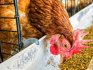 What determines the diet for chickens
