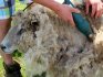 How rams are sheared