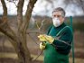 Treatment of trees in the fall from pests