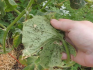 Aphid-infested cucumber leaves