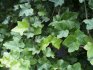 Garden ivy