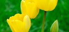 žuti tulipani, fotografija