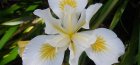 Iris alb