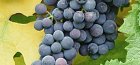 how to plant grapes