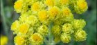 immortelle and its use in traditional medicine