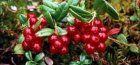 خصائص مفيدة من lingonberry