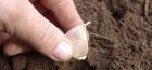 plantarea usturoiului