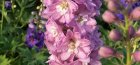 growing delphinium from seeds
