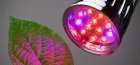 Lumina LED pentru plante