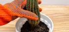 Kaktuszok átültetése