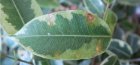 Ficus Benjamin diseases