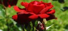 Zakořeněné růže