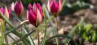 Dwarf tulips