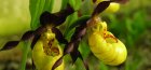 Orchidea hölgy papucsa