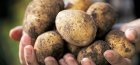 The best varieties of potatoes