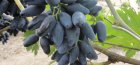 Vikinško grožđe