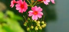 زهرة الربيع اليابانية