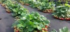 Strawberries under agrofibre