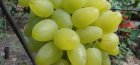 Bazhena szőlő
