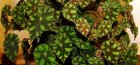 Begonia decoravno-de foioase