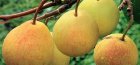Pear bergamot