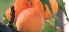 Red-cheeked apricot