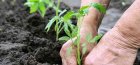 How to plant tomato seedlings