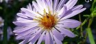 Aster chamomile