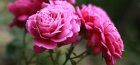 Dwarf roses