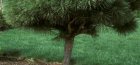 Pine pruning