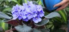 Watering violets