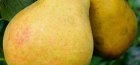 Pear Lemon