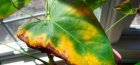 Listy Anthurium zbarví žlutě