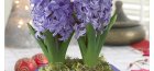 Domácí hyacint