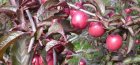Red-leaved plum