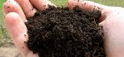 The soil