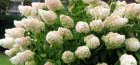Hortenzija paniculata