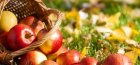 The best varieties of apple trees for the Moscow region