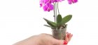 Phalaenopsis mini orchid