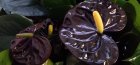 Anthurium fekete királynő