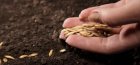 Výsadba semen pro sazenice